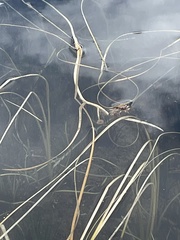 Sparganium angustifolium