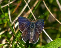 Zizina otis labradus