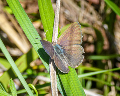 Zizina otis labradus