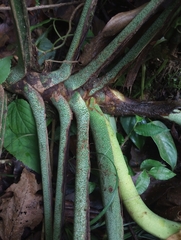 Monstera monteverdensis