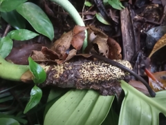 Monstera monteverdensis