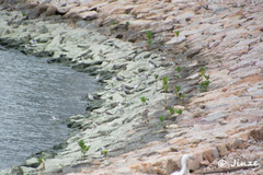 Calidris alpina