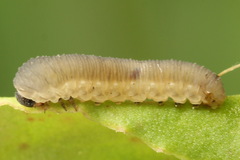 Athalia circularis