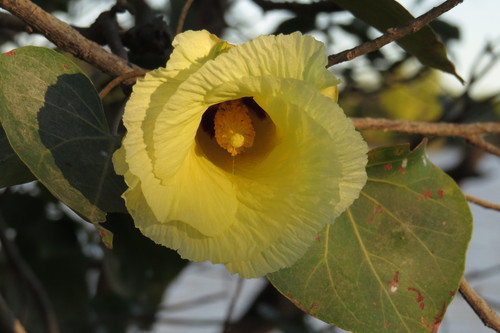 Thespesia populneoides (Thespesia populneoides)