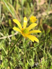 Ranunculus glabrifolius