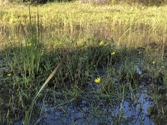 Ranunculus glabrifolius