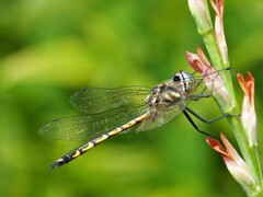 Hemicordulia australiae
