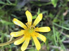 Ranunculus glabrifolius