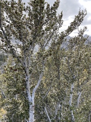 Cercocarpus ledifolius intermontanus