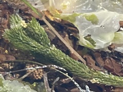 Caulerpa brownii