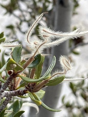 Cercocarpus ledifolius intermontanus