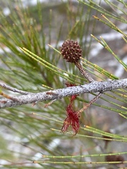 Allocasuarina