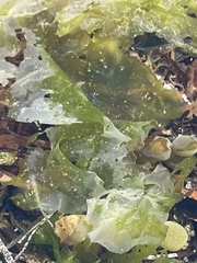 Ulva lactuca