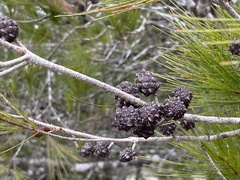 Allocasuarina