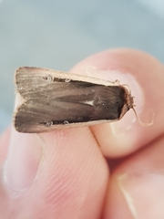 Ochropleura leucogaster