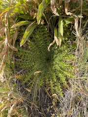 Cirsium scariosum congdonii