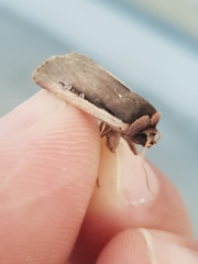 Ochropleura leucogaster