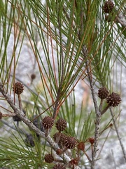 Allocasuarina