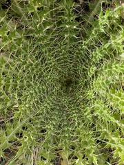 Cirsium scariosum congdonii