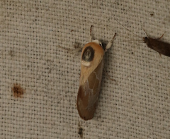 Westermannia argentea