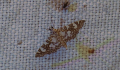 Glyphodes onychinalis