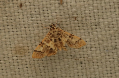 Lamprosema tampiusalis