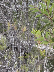 Allocasuarina