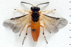 Athalia circularis