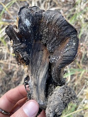 Boletus edulis grandedulis