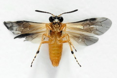 Athalia circularis