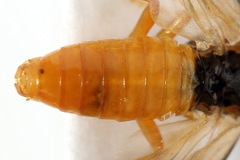 Athalia circularis