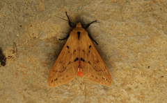 Spilosoma lutea