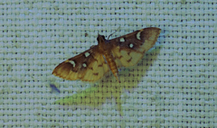 Cotachena pubescens