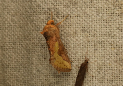 Thysanoplusia orichalcea