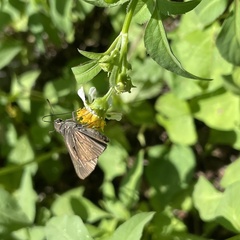 Pelopidas mathias