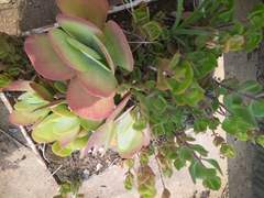Kalanchoe luciae