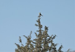 Lanius borealis