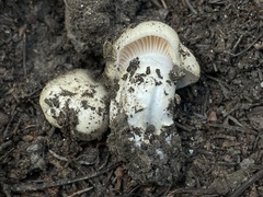 Hygrophorus