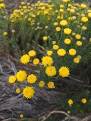 Chrysocoma coma-aurea