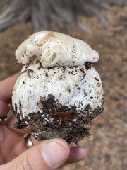 Boletus edulis grandedulis