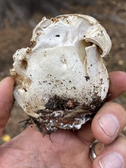 Boletus edulis grandedulis
