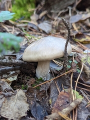 Clitocybe nebularis