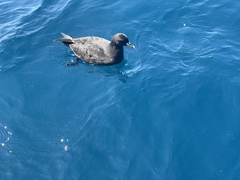 Procellaria aequinoctialis