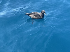 Procellaria aequinoctialis