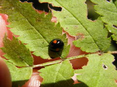 Chilocorus renipustulatus