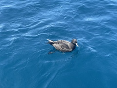 Procellaria aequinoctialis