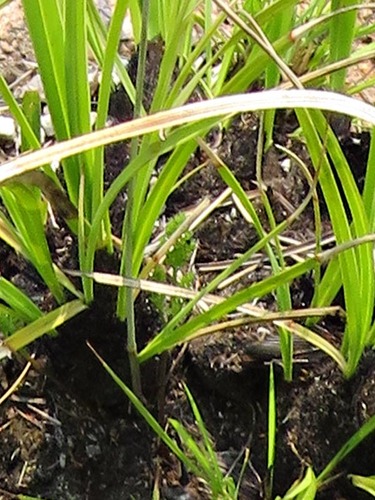 Annesorhiza image