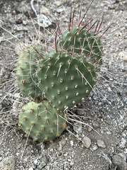 Opuntia polyacantha