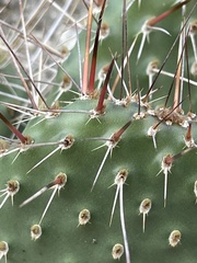 Opuntia polyacantha