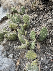 Opuntia polyacantha